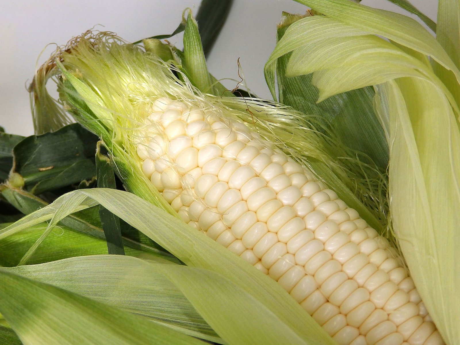 White Corn