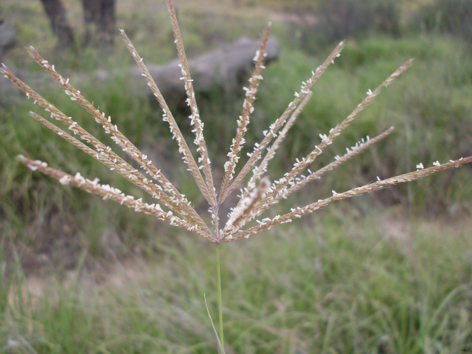 Rhodes Grass