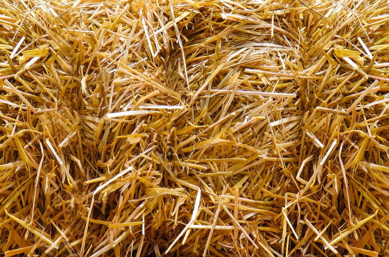 All Lentil Straw